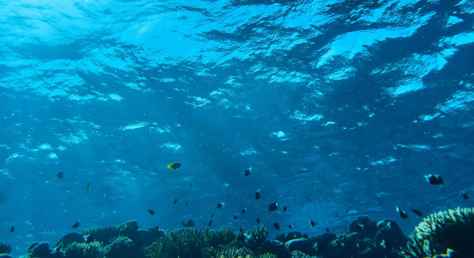 selektope-below-ocean selektope-below-ocean