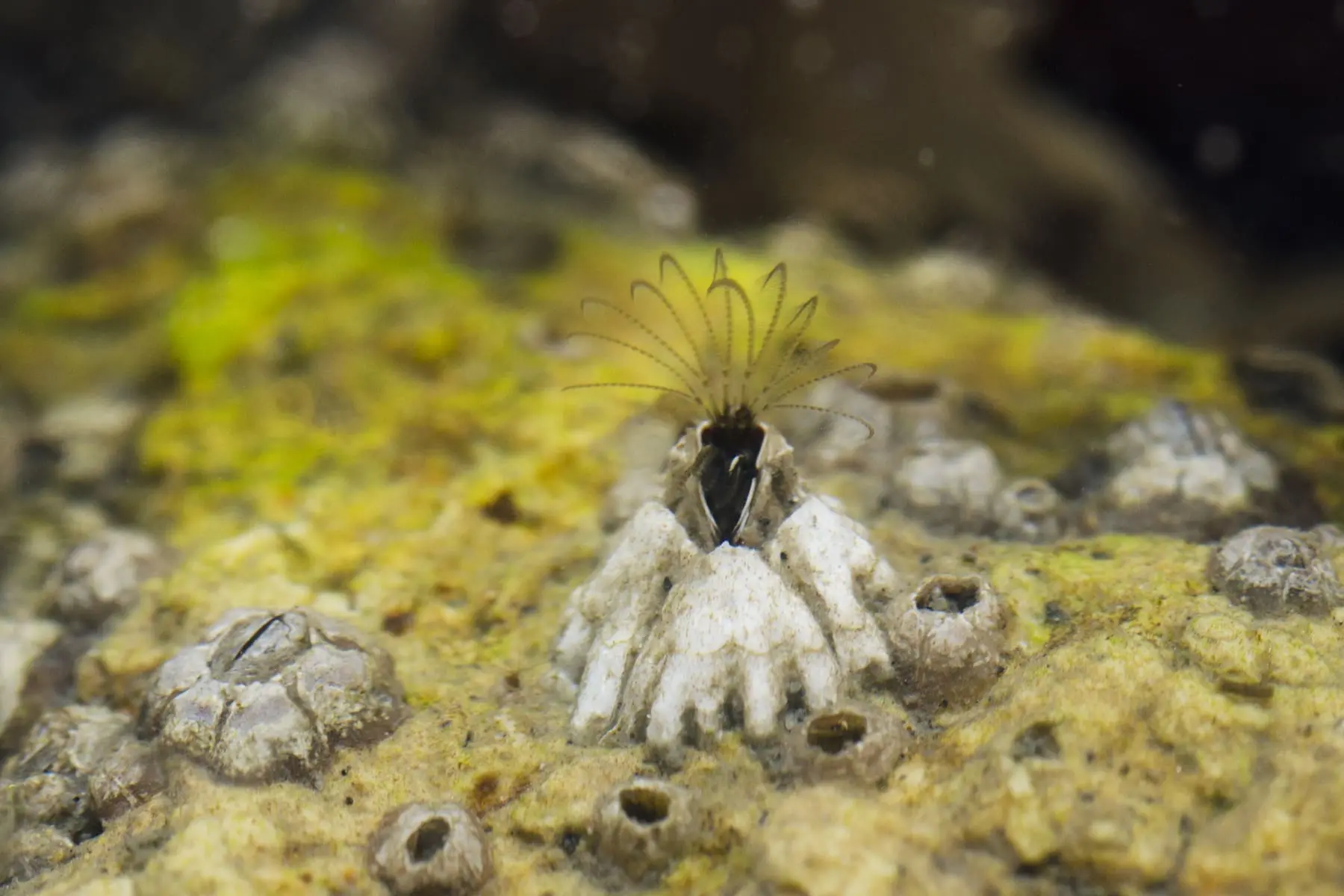 Underwater photo of acorn barnacle, Balanus glandula, with animal that lives inside shell filter feeding. Morro Bay, California, USA.