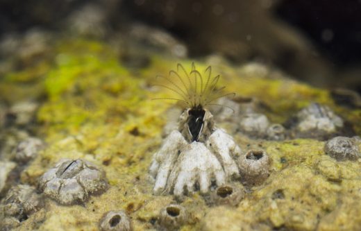 Underwater photo of acorn barnacle, Balanus glandula, with animal that lives inside shell filter feeding. Morro Bay, California, USA.